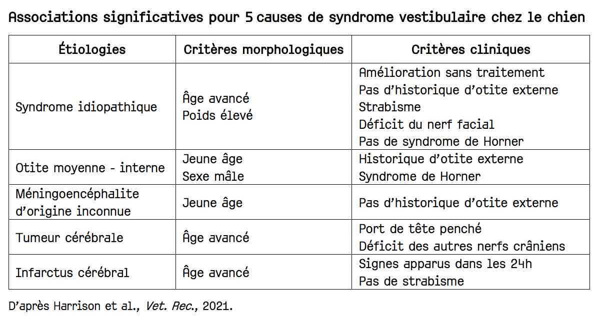 Syndrome vestibulaire du chien : symptômes et traitement - PagesJaunes